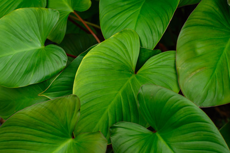 green leaf pattern texture and nature backgroundの写真素材