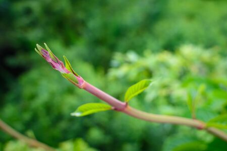 Green trees and leaf greenery at daytimeの写真素材