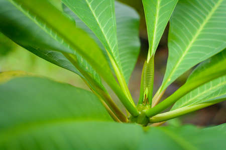 close up green trees and leaf greenery at daytimeの写真素材