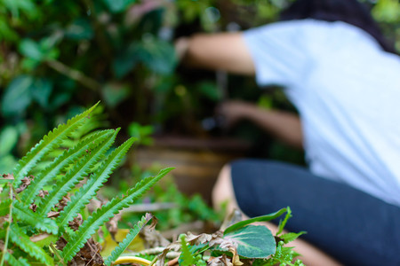 people Hold knives Cut branches in garden at daytimeの写真素材