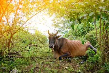 Cow on grass insect on body at daytimeの写真素材