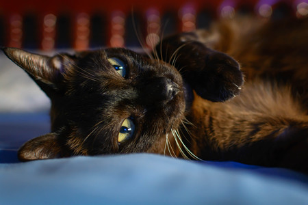 close up animal brown cat sleeping in bed and light bokeh background. selective focus eye and lowkeyの写真素材
