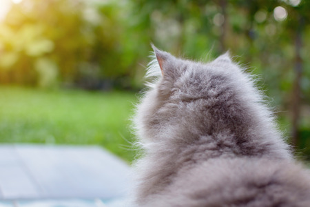 close up animal Persian cat sleeping in bed. selective focusの写真素材
