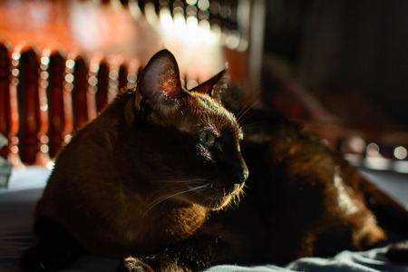 close up animal brown cat sleeping in bed and light bokeh background. selective focus eye and lowkeyの写真素材