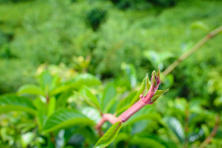 Green trees and leaf greenery at daytimeの写真素材