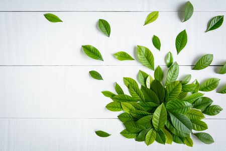 Flat lay green leaf on white wood background with pattern and wallpaper minimal styleの写真素材