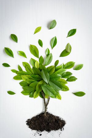Flat lay green leaf on white wood background with pattern and wallpaper minimal styleの写真素材