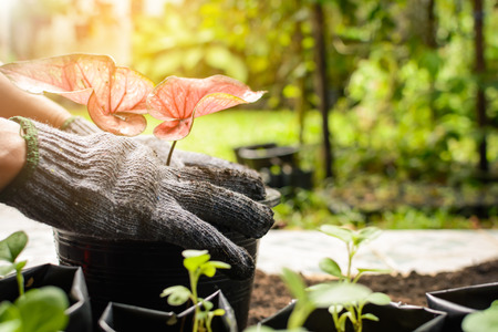 Tools on planting a black tree on the ground with a dream garden.selective focusの写真素材