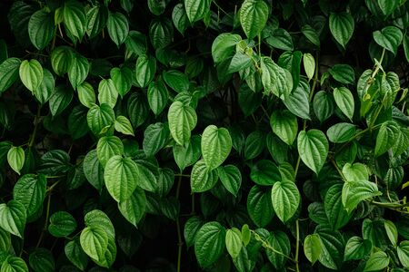 Green trees and leaf greenery at daytime with background patternの写真素材