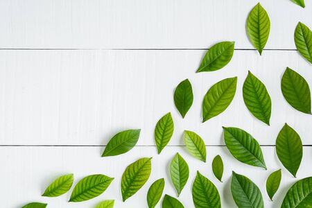 Flat lay green leaf on white wood background with pattern and wallpaper minimal styleの写真素材