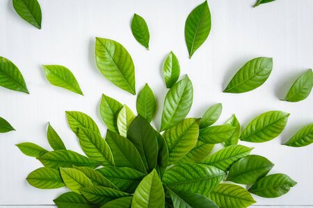 Flat lay green leaf on white wood background with pattern and wallpaper minimal styleの写真素材