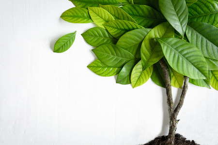 Flat lay green leaf on white wood background with pattern and wallpaper minimal styleの写真素材