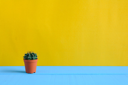 Cactus on the desk with yellow wall and minimal styleの写真素材
