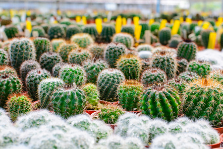 Cactus tree shop with breeding in the house for sale. selective focusの写真素材