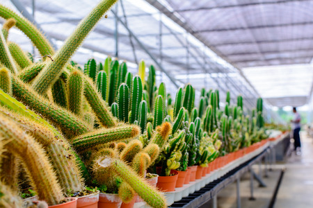 Cactus tree shop with breeding in the house for sale. selective focus