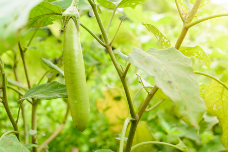 thai eggplant organic vegetables nature garden with food healthyの写真素材