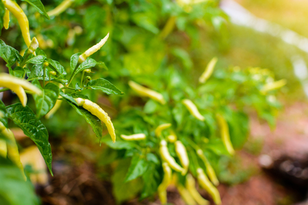 close up chili green garden and hot spicy With organic plantの写真素材
