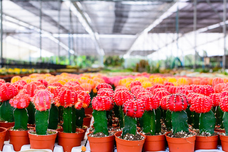 Cactus tree shop with breeding in the house for sale. selective focusの写真素材