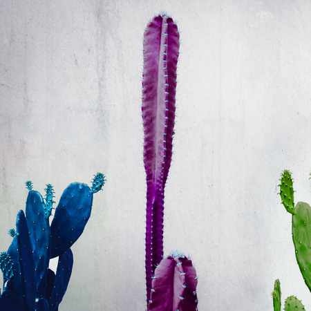cactus colorful and wall white background styleの写真素材