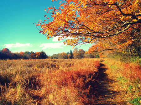 A park in New York 1の写真素材
