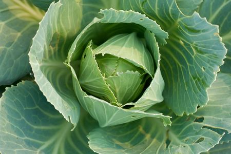 green cabbage's head with leafs. Close-up, full frame.の写真素材
