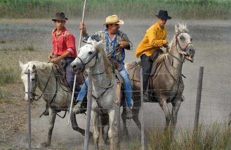 Camargue, France - August 19, 2008: Guardians (Camargue cowboys) after Bull racing. The Guardians and their horses have to keep in a tight know to prevent the bull using its horns, and the horses are trained to stay close together. The skills, teamwork anのeditorial素材