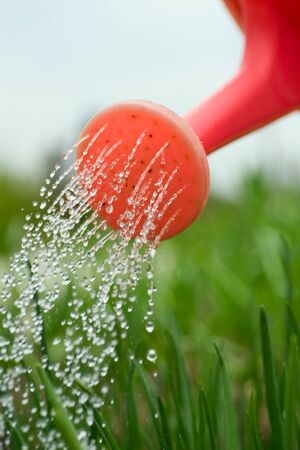 Water pouring from pink  watering can onto green  Alliumの写真素材