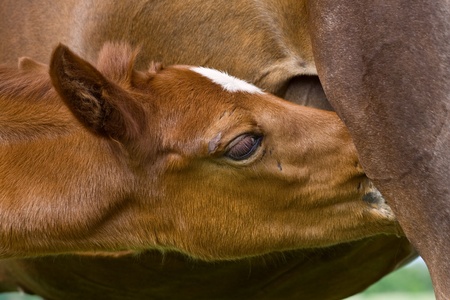 Young horse drinking milk from her motherの写真素材