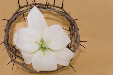 Crown of Thorns and Easter white Lily on  Beigepaper  backgroundの写真素材