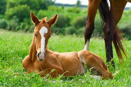 landscape with  horses: mare and her foal on green grassの写真素材