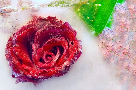A rose in ice. Macro. Frozen beautiful flower の写真素材