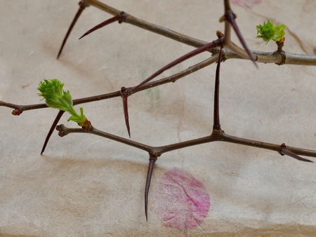 Crown of Thorns with green leaves on paper Backgroundの写真素材