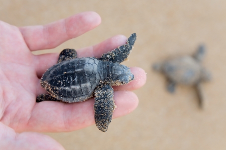 Hatchling Loggerhead  a baby on palm, sri lanla islandの写真素材