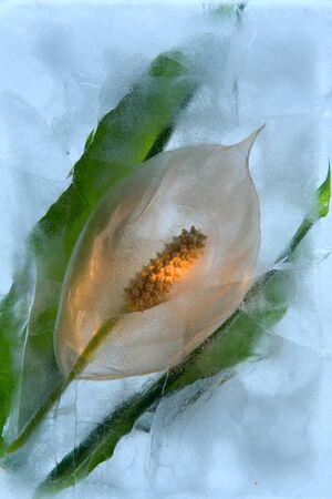 Frozen beautiful  Spathiphyllum floribundum flower.  blossomsin the ice cube の写真素材