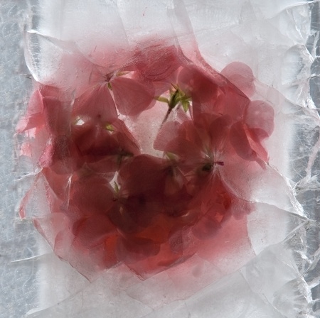 Frozen beautiful pelargonium flower.  blossomsin the ice cube の写真素材