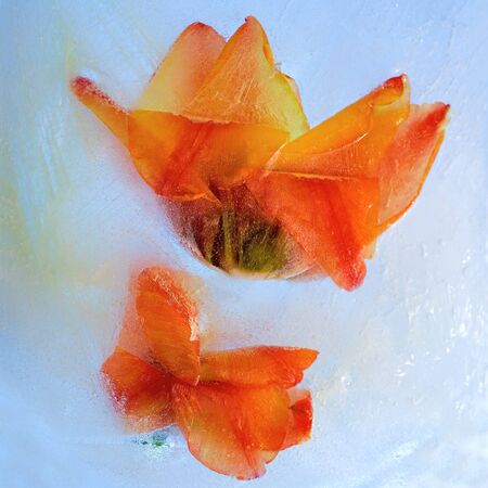 Frozen beautiful  Spathiphyllum floribundum flower.  blossomsin the ice cube の写真素材