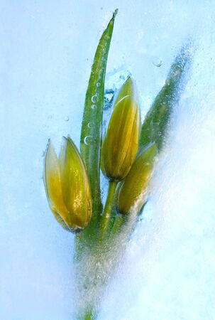 Frozen beautiful   tulip flower.  blossomsin the ice cube の写真素材