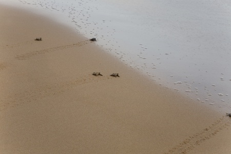 Baby turtles making it's way to the oceanの写真素材