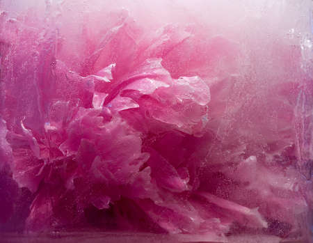 Frozen beautiful    pink peony flower.  blossomsin the ice cube の写真素材
