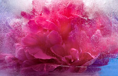 Frozen beautiful    pink peony flower.  blossomsin the ice cube の写真素材