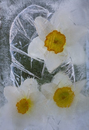 Frozen beautiful  narcissus flower.  blossomsin the ice cube の写真素材