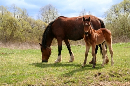 Horse and colt on green meadow at spring dayの写真素材