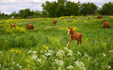 horse Foal in field on a summer pastureの写真素材