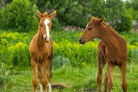 horse Foal standing in field on a summer pasture の写真素材