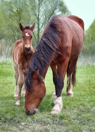 landscape with  horses: mare and her foal on green grassの写真素材
