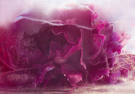 Frozen beautiful    pink peony flower.  blossomsin the ice cube の写真素材