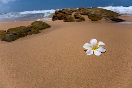 Delicate white frangipani (plumeria) spa flowers on rough stone surface の写真素材