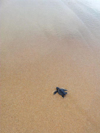 Loggerhead sea turtle emergence: the turtles emerge in a group and proceed to crawl down the beach...