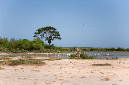 Herons  and different bird  in  Bundala, Sri Lankaの写真素材