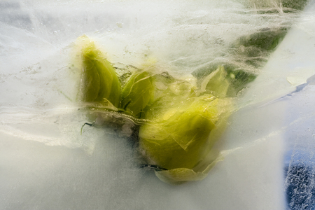 Frozen  fresh beautiful   flower of   freesia  and air bubbles in the ice  cubeの写真素材